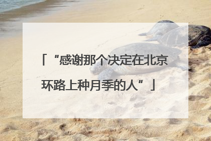 “感谢那个决定在北京环路上种月季的人”