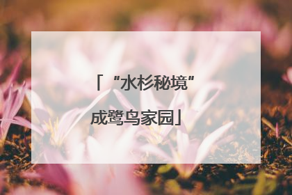 “水杉秘境”成鹭鸟家园