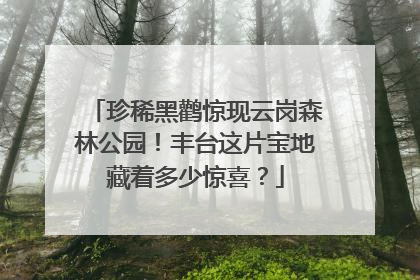 珍稀黑鹳惊现云岗森林公园！丰台这片宝地藏着多少惊喜？