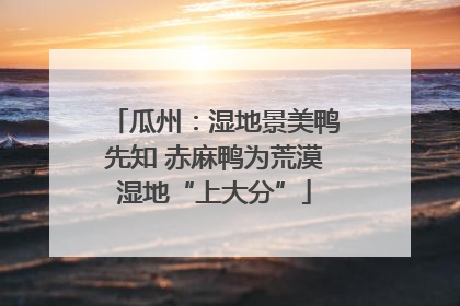 瓜州：湿地景美鸭先知 赤麻鸭为荒漠湿地“上大分”