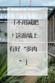 不用减肥！这面墙上有好“多肉”