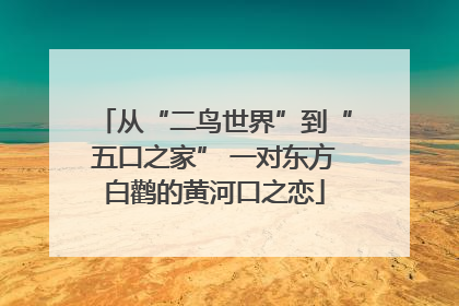 从“二鸟世界”到“五口之家” 一对东方白鹳的黄河口之恋