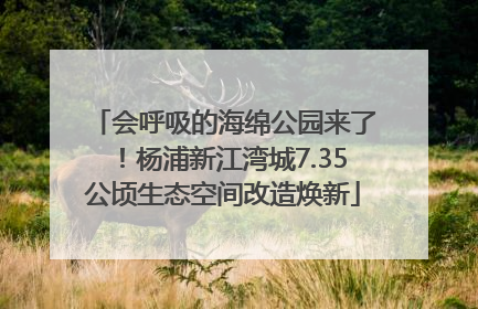 会呼吸的海绵公园来了！杨浦新江湾城7.35公顷生态空间改造焕新