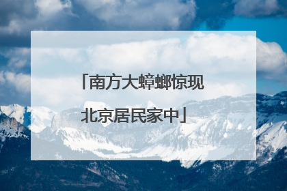 南方大蟑螂惊现北京居民家中