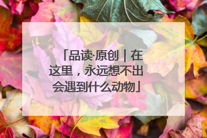 品读·原创｜在这里，永远想不出会遇到什么动物