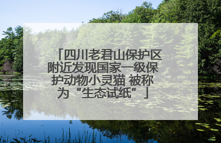 四川老君山保护区附近发现国家一级保护动物小灵猫 被称为“生态试纸”