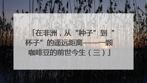 在非洲，从“种子”到“杯子”的遥远距离——一颗咖啡豆的前世今生（三）