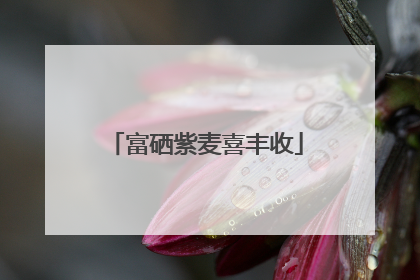 富硒紫麦喜丰收