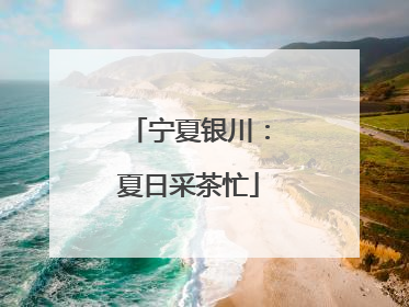 宁夏银川：夏日采茶忙