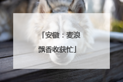 安徽：麦浪飘香收获忙