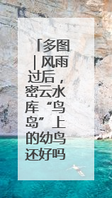 多图｜风雨过后，密云水库“鸟岛”上的幼鸟还好吗？