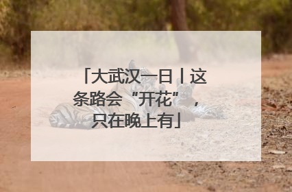大武汉一日丨这条路会“开花”，只在晚上有