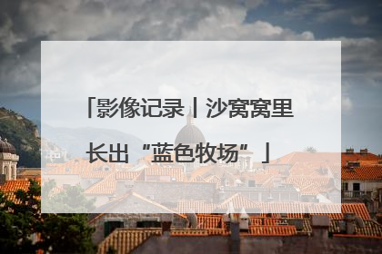 影像记录丨沙窝窝里长出“蓝色牧场”