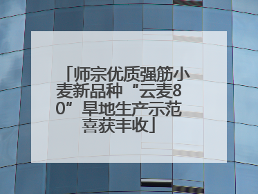 师宗优质强筋小麦新品种“云麦80”旱地生产示范喜获丰收