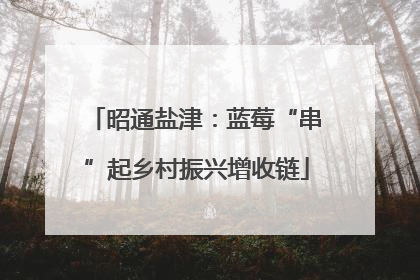昭通盐津：蓝莓“串”起乡村振兴增收链
