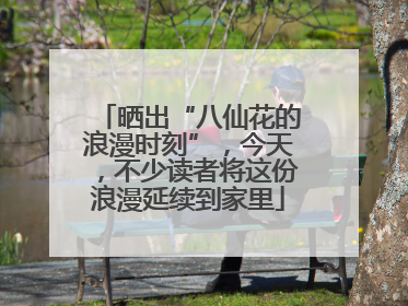 晒出“八仙花的浪漫时刻”，今天，不少读者将这份浪漫延续到家里