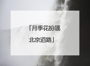 月季花扮靓北京道路