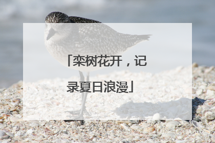 栾树花开，记录夏日浪漫