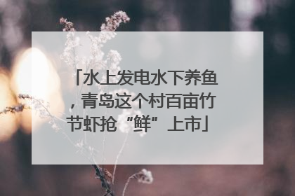 水上发电水下养鱼，青岛这个村百亩竹节虾抢“鲜”上市