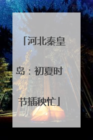 河北秦皇岛：初夏时节插秧忙
