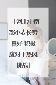 河北中南部小麦长势良好 积极应对干热风挑战