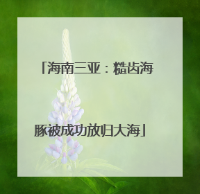 海南三亚：糙齿海豚被成功放归大海