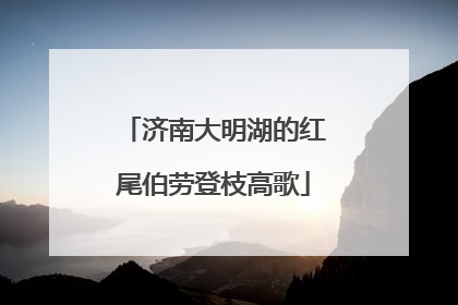 济南大明湖的红尾伯劳登枝高歌