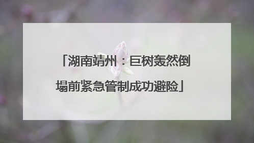 湖南靖州：巨树轰然倒塌前紧急管制成功避险