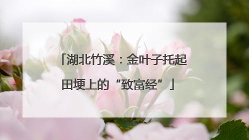 湖北竹溪：金叶子托起田埂上的“致富经”