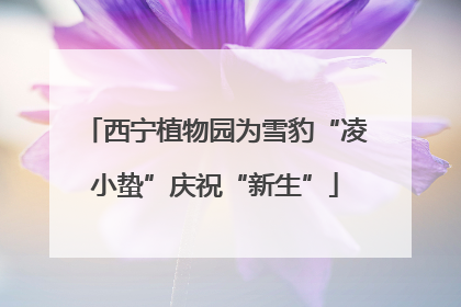 西宁植物园为雪豹“凌小蛰”庆祝“新生”