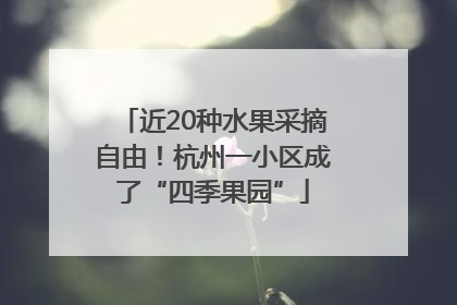 近20种水果采摘自由！杭州一小区成了“四季果园”