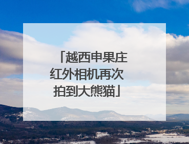 越西申果庄红外相机再次拍到大熊猫