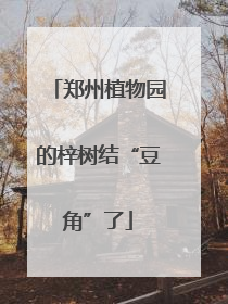 郑州植物园的梓树结“豆角”了