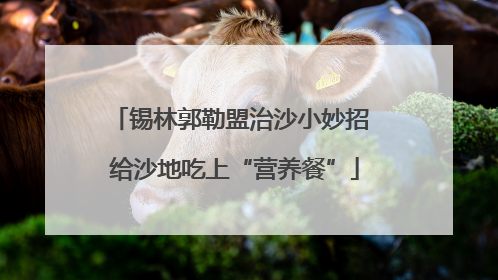 锡林郭勒盟治沙小妙招 给沙地吃上“营养餐”