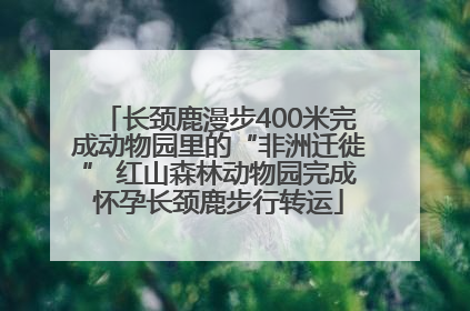 长颈鹿漫步400米完成动物园里的“非洲迁徙” 红山森林动物园完成怀孕长颈鹿步行转运