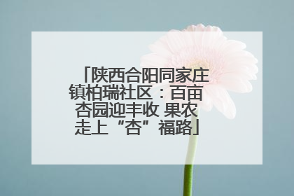 陕西合阳同家庄镇柏瑞社区：百亩杏园迎丰收 果农走上“杏”福路