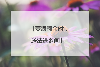 麦浪翻金时，送法进乡间
