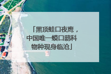 黑顶蛙口夜鹰，中国唯一蟆口鸱科物种现身临沧