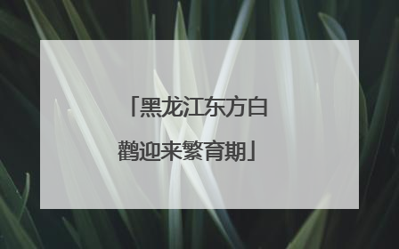 黑龙江东方白鹳迎来繁育期