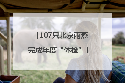 107只北京雨燕完成年度“体检”